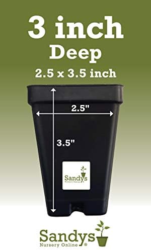 Thuja Green Giant Arborvitae Tree, 16-20+ Inches Tall, Lot of 15, 3 Inch deep Pot - Image 2