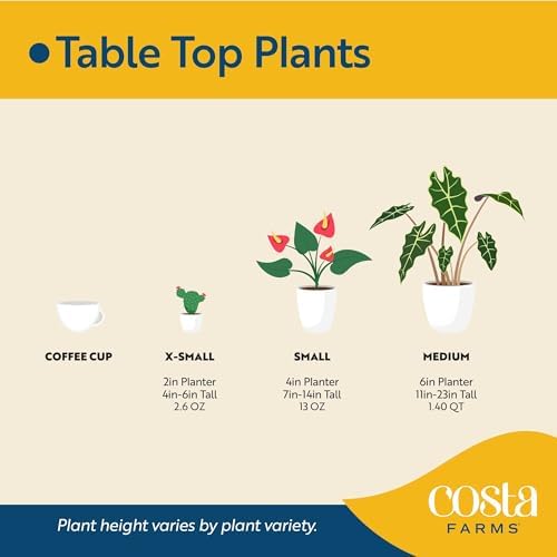 Costa Farms Snake Plant Live Indoor Plant, Easy Care, 6-in Pot - Image 4