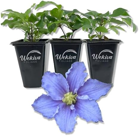 Clematis Will Goodwin - 3 Live Starter Plants in 2 Inch Growers Pots - Starter Plants Ready for The Garden - Rare Clematis for Collectors by WekivaFoliage