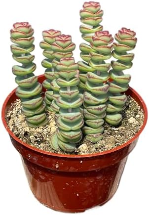 Live Succulent 4" Crassula Baby Necklace, Succulents Plants Live, Succulent Plants Fully Rooted, Hanging House Plant for Home Office Decoration, DIY Projects, Party Favor Gift by The Succulent Cult by TheSucculentCult