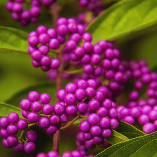 American Beautyberry Bush Plant Live, Rooted Seedling, 4 Inc Pot - Image 5