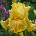 Eden Brothers Re-Blooming Bearded Iris - Oregon Firestorm, 1 Bulb by EdenBrothers
