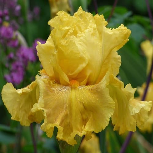 Eden Brothers Re-Blooming Bearded Iris - Oregon Firestorm, 1 Bulb by EdenBrothers