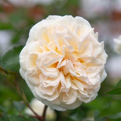 Heirloom Climbing Roses, Live Own Root Plant, Wedding Garland by HeirloomRoses
