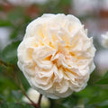 Heirloom Climbing Roses, Live Own Root Plant, Wedding Garland by HeirloomRoses