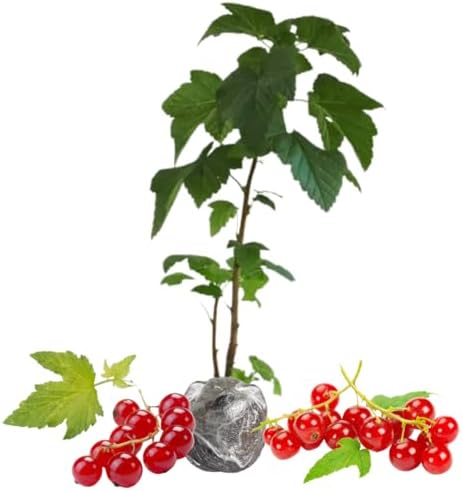 Red Currant Bush Live Plant, Cold Hardy Berry Fruit Tree, 5-9 Inch Tall - Image 2