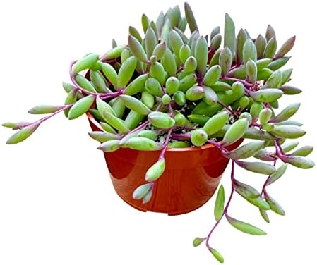 Live Succulent 4" Othonna Capensis Ruby Necklace, Succulents Plants Live, Succulent Plants Fully Rooted, House Plant for Home Office Decoration, DIY Projects, Party Favor Gift By The Succulent Cult - Image 6