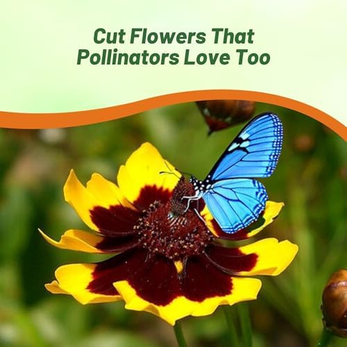 Outsidepride Plains Coreopsis Seeds - 5000 Pcs. Annual, Drought & Humidity Tolerant, Flower Seeds for Planting Vibrant Bicolored Blooms, Ideal for Xeriscaping and Low Maintenance Gardens (Pack of 2) - Image 7