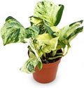 Manjula Pothos Live Plant - Swirled White Variegated Vine by NYCitySucculents
