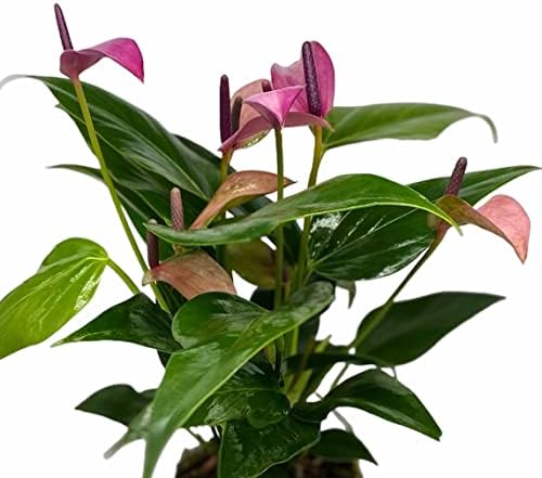 Anthurium (12"-14" Tall) Unique and Gorgeous Live Indoor Plant, Easy Care and Easy to Grow, Bloom Plant, 4 inch Pot (Zizou Purple) - Image 2