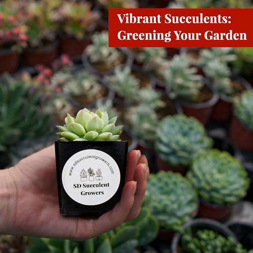 64 Pack Live Succulents Plants Mystery Pack - Variety of Well Rooted Plants in 2 Inch Pots - Real, Small, Assorted Houseplants for Indoor, DIY, Home Decor, Wedding, or Birthday Gifts - Image 4