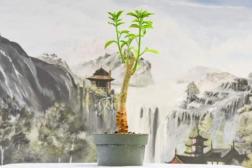 Baobab Bonsai Tree Seeds - 5 Seeds to Grow - Highly Prized Baobab Tree - Ships from Iowa. Exotic Indoor Bonsai Seeds to Grow - Image 3