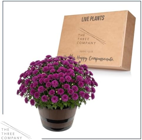 Chrysanthemum (Wine Barrel Deco Pot), Purple Blooms, Live Fall Flowering Perennial, 15" Tall by 12" Wide in 3 Qt Pot - Image 6