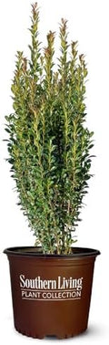 Southern Living 1 Gal. Holly Red Sky Shrub by Unknown