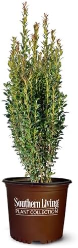 Southern Living 1 Gal. Holly Red Sky Shrub by Unknown