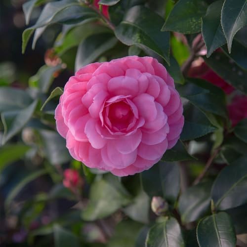 Southern Living 1 Gal. Camellia Early Wonder Shrub - Image 2