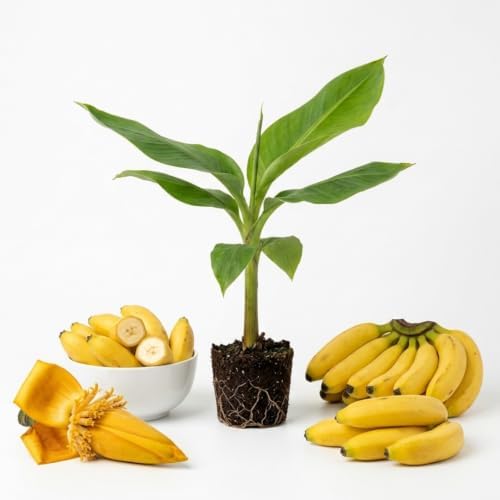 Basjoo Banana Live Plant, 4-6 Inch Tall Cold Hardy Banana Tree - Image 2