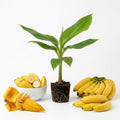 Basjoo Banana Live Plant, 4-6 Inch Tall Cold Hardy Banana Tree by Unknown