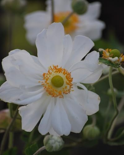Perennial Farm Anemone x Hybrida 'Whirlwind' – Live Windflower in #1 Container, Semi-Double White Blooms, Long Blooming, Deer Resistant, Great for Borders, Shade Gardens & Pollinator Habitats - Image 6