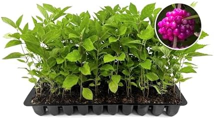 American Beautyberry | 3 Live Plants | Callicarpa Americana | Drought-Tolerant, Vibrant Purple Berries, Attracts Birds & Butterflies | Easy to Grow by FloridaFoliage