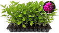 American Beautyberry | 3 Live Plants | Callicarpa Americana | Drought-Tolerant, Vibrant Purple Berries, Attracts Birds & Butterflies | Easy to Grow by FloridaFoliage