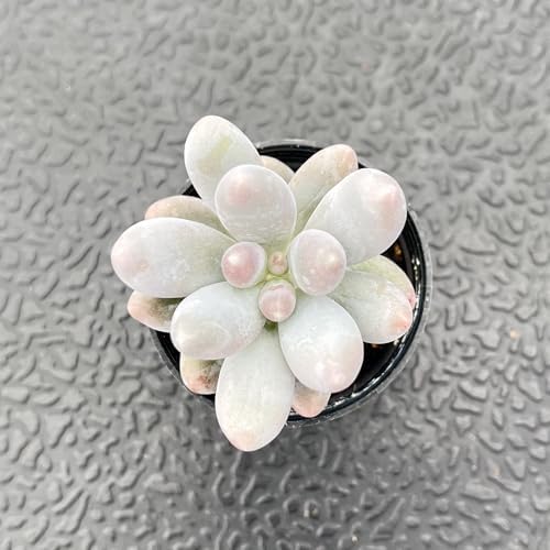 Sprout N Green Pachyphytum Sweet Dumpling, Live Succulent Plant - Image 2