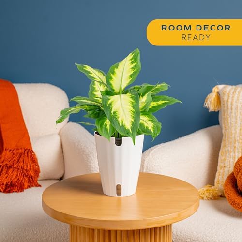 Costa Farms Dieffenbachia, Live Indoor Plant, Easy Care, Home Decor - Image 2