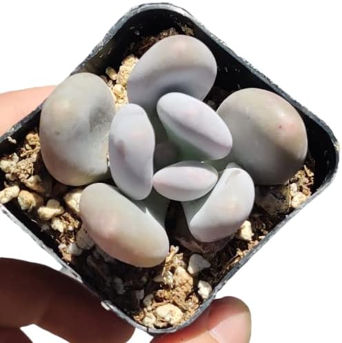 Live Succulent Cactus Plants (Pachyphytum Oviferum Moonstone) by USKC