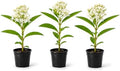 2 White Milkweed Live Plants Potted - Butterfly Milkweed Plants by Unknown