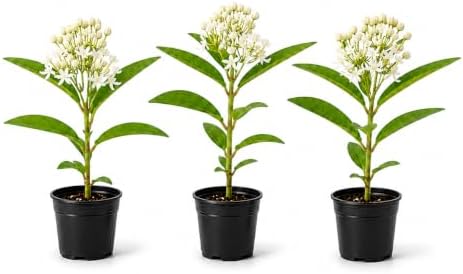 2 White Milkweed Live Plants Potted - Butterfly Milkweed Plants by Unknown
