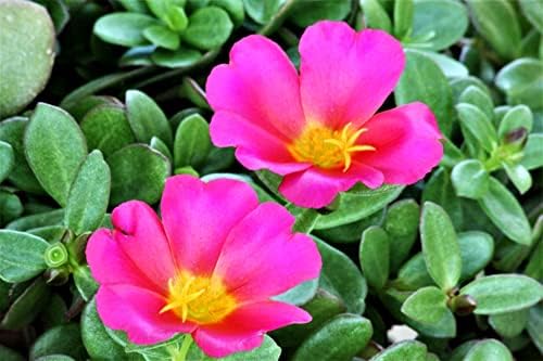 Purslane Large Flower Seed Mix Portulaca Grandiflora Seeds for Planting About 1000 Seeds - Image 7