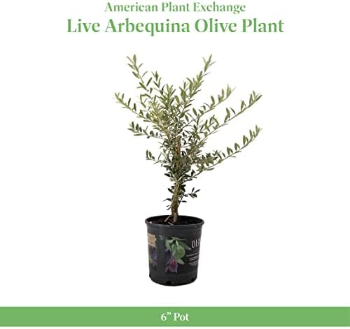 American Plant Exchange Live Arbequina Olive Tree with Fruits, Plant Pot for Home and Garden Decor, 6" Pot - Image 2