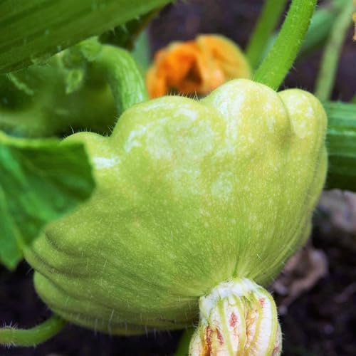 Benning's Green Tint Patty Pan (Bush Scallop Squash) Seeds - 50+ Green Tint, 60+ Yellow, 60+ White - 170+ Count - for 2026 Planting Heirloom Bush Scallop Summer Squash Patisson by TomorrowSeeds
