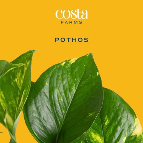 Costa Farms Golden Pothos, Live Indoor Plant, Trailing Vine, Air Purifying - Image 3