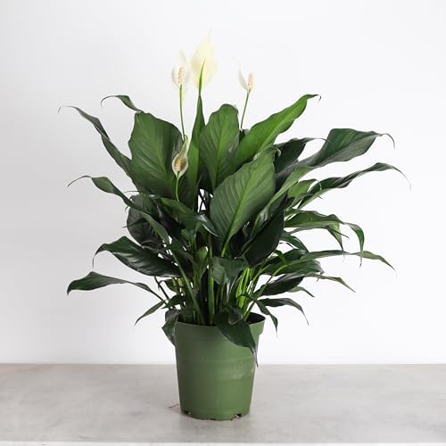 Live Peace Lily Plant, Spathiphyllum, Low Light, Easy to Grow, 6" Pot - Image 2