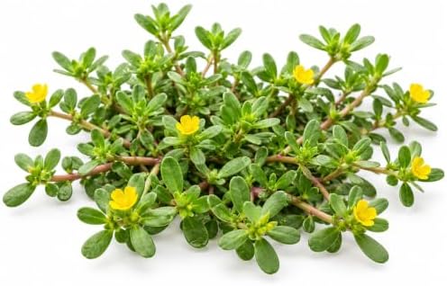3000+ Purslane Heirloom Vegetable Seeds for Planting, Portulaca Oleracea - Image 4