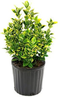 American Plant Exchange Golden Euonymus – Live Evergreen Shrub, 10-Inch Pot – Variegated Green and Gold Foliage for Garden, Landscape, Hedges, and Outdoor Containers by AmericanPlantExchange