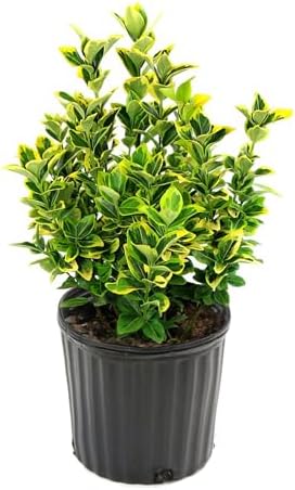 American Plant Exchange Golden Euonymus – Live Evergreen Shrub, 10-Inch Pot – Variegated Green and Gold Foliage for Garden, Landscape, Hedges, and Outdoor Containers by AmericanPlantExchange