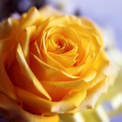 Climbing Rose Bush Live Plant, Ornamental Rose Plant, 5-10 Inch Tall - Image 2
