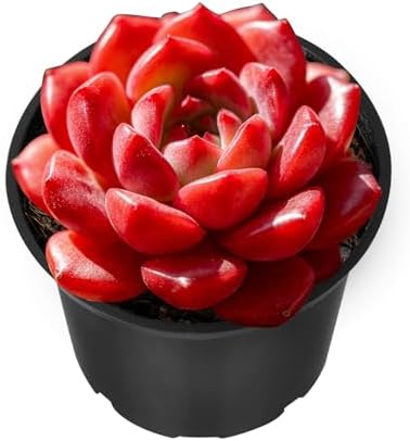 Sprout N Green Sedeveria Pink Ruby Live Succulent Plant by SproutNGreen