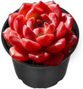 Sprout N Green Sedeveria Pink Ruby Live Succulent Plant by SproutNGreen