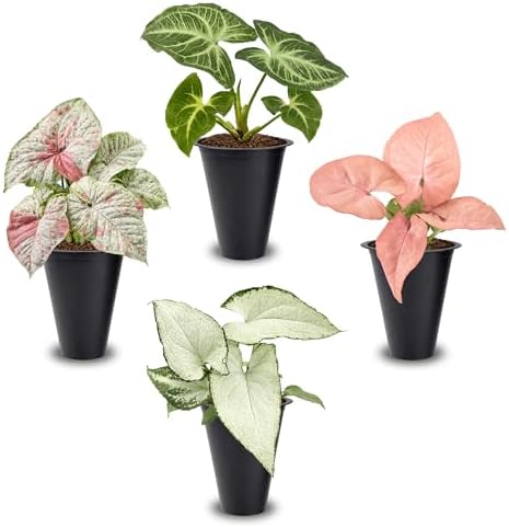 Syngonium Plant Collection (4 Pack) Live Starter Plants, Batik, Holly M, Milk Confetti, Neon Robusta, Rare Indoor Houseplants, Easy Care Arrowhead Vine Plants Live by FamPlants