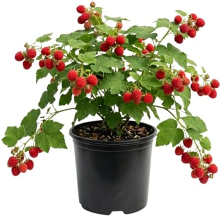 Live Thimbleberry Plant, Berry Plant, 4-6 Inch Tall, 5 Inch Pot by TANKDA