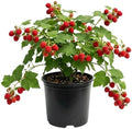 Live Thimbleberry Plant, Berry Plant, 4-6 Inch Tall, 5 Inch Pot by TANKDA