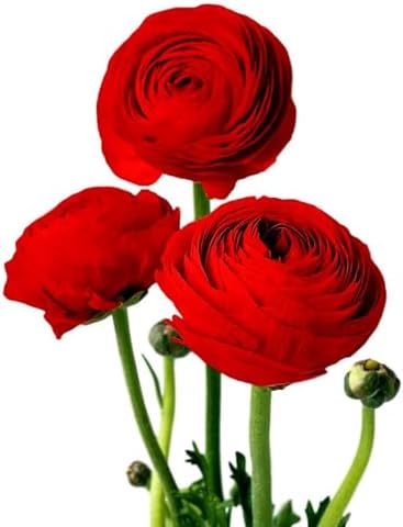 Ranunculus Red 10 Flower Bulbs - Spring Blooms, Tecolote Buttercups by EasytoGrow