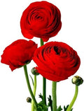 Ranunculus Red 10 Flower Bulbs - Spring Blooms, Tecolote Buttercups by EasytoGrow
