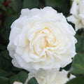 Heirloom Climbing Roses, Live Own Root Plant, Cloud 10™ by HeirloomRoses