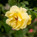 Heirloom Climbing Roses, Live Own Root Plant, Golden Gate™ by HeirloomRoses
