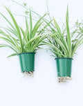Variegated Spider Plant 'Airplane' Extra-Large - Air-Purifying, Low Maintenance, Thrives in Home & Office - Perfect for Plant Enthusiasts - Live houseplant in Potting Soil (2) by AUGUSTBREEZEFARM