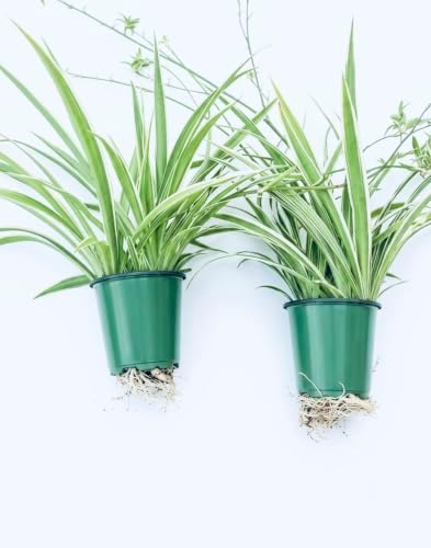 Variegated Spider Plant 'Airplane' Extra-Large - Air-Purifying, Low Maintenance, Thrives in Home & Office - Perfect for Plant Enthusiasts - Live houseplant in Potting Soil (2) by AUGUSTBREEZEFARM